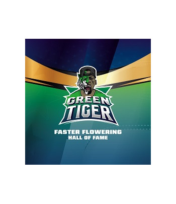 Green Tiger Fast Version