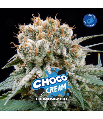 choco cream feminizada bsf seeds