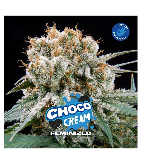 choco cream feminizada bsf seeds