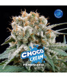 choco cream feminizada bsf seeds