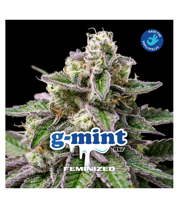 G Mint G Mint