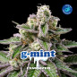 G Mint G Mint