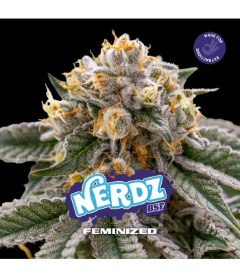 foto del cogollo de Nerdz feminizada de BSF seeds