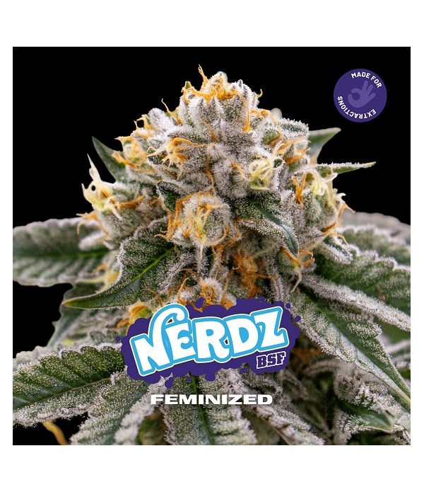 foto del cogollo de Nerdz feminizada de BSF seeds