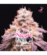 foto del cogollo de Nicole Punch feminizada de BSF seeds