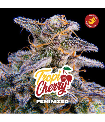 foto del cogollo de Tropi Cherry feminizada de BSF seeds