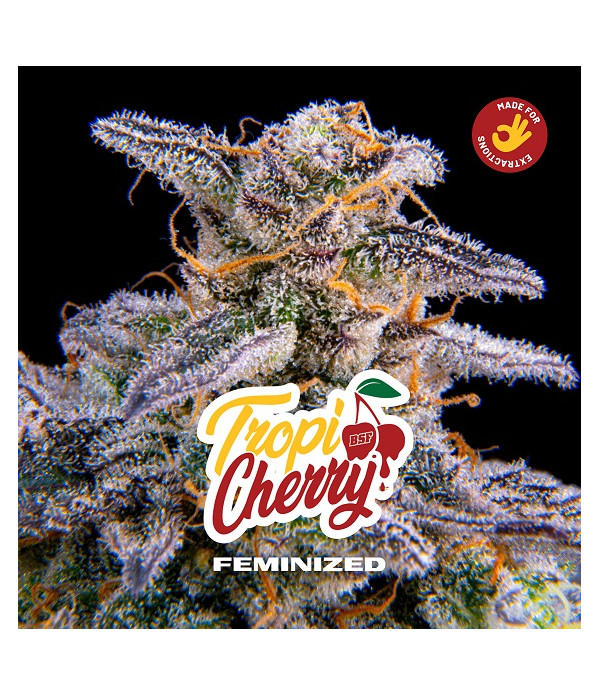 foto del cogollo de Tropi Cherry feminizada de BSF seeds