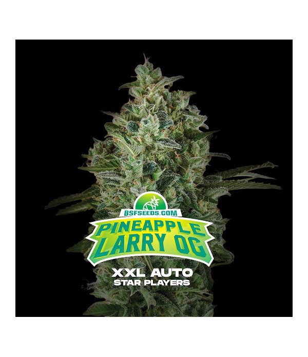 Portada de la Pineapple Larry Og XXL Autofloreciente de BSF Seeds