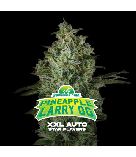 Portada de la Pineapple Larry Og XXL Autofloreciente de BSF Seeds