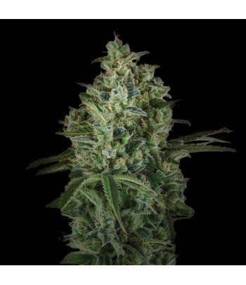 Pineapple Larry OG XXL Autofloreciente BSF Seeds