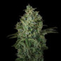 Pineapple Larry OG XXL Auto Pineapple Larry OG XXL Auto