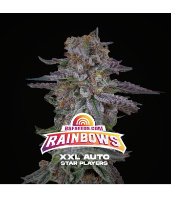 Rainbows XXL autofloreciente de BSF seeds