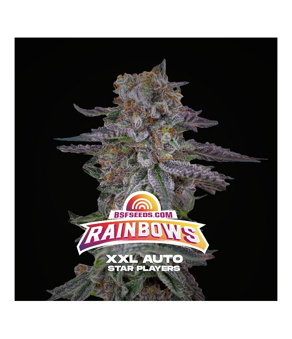 Rainbows XXL autofloreciente de BSF seeds