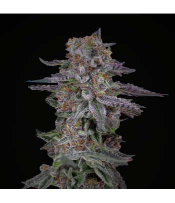 Rainbows XXL Auto