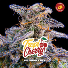 foto del cogollo de Tropi Cherry feminizada de BSF seeds