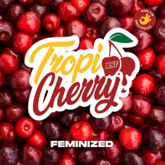 diseño grafico de la Tropi Cherry feminizada de BSF seeds