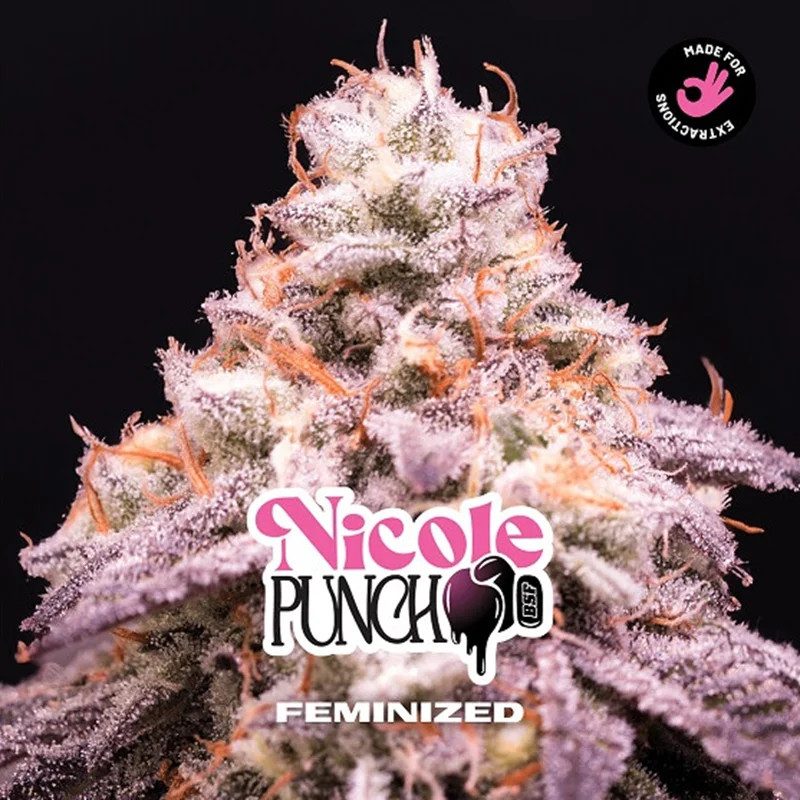 Nicole Punch