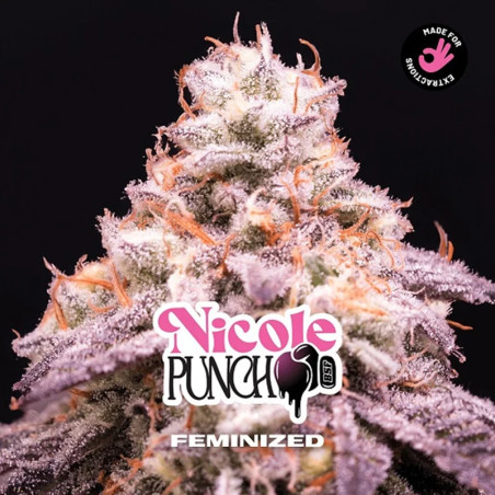 Cogollo de la Nicole Punch de la marca BSF Seeds