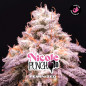 Nicole Punch
