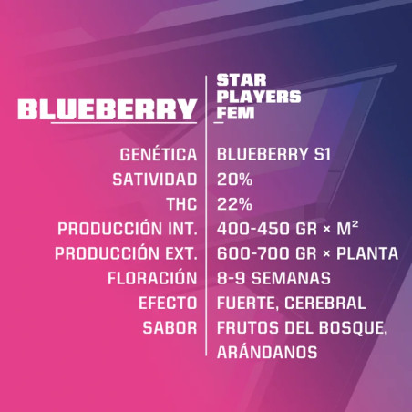 Parte trasera del blíster de la Blueberry de la marca BSF Seeds