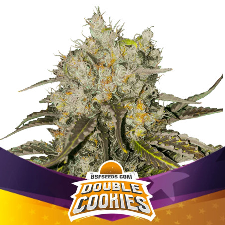 Cogollo de la Double Cookies Fem de BSF Seeds
