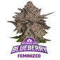Blueberry