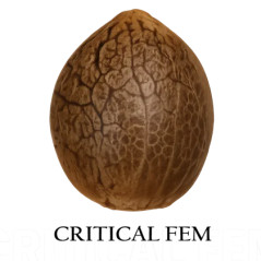 Semilla granel de Critical Feminizada
