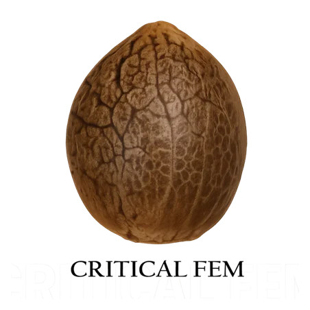 Semilla granel de Critical Feminizada