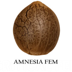 Amnesia