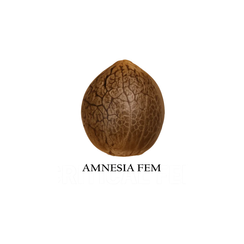 Amnesia