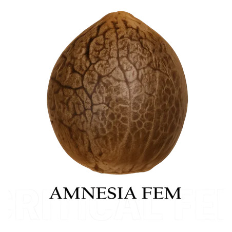 Amnesia