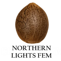 Semilla a granel de Northern Lights Feminizada