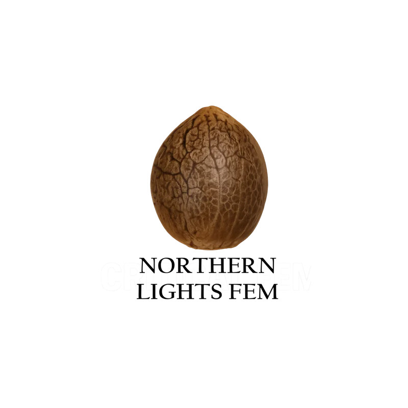Northern Lights