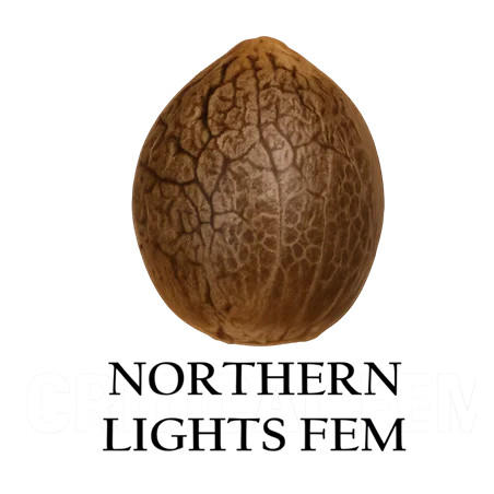 Semilla a granel de Northern Lights Feminizada