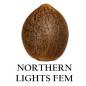 Northern Lights