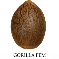 Gorilla