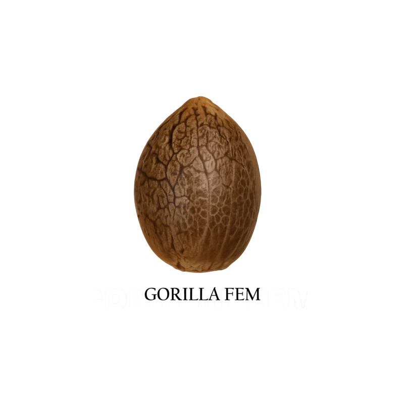 Gorilla