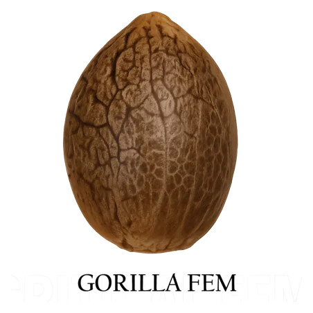 Gorilla