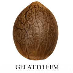 Semilla a granel de Gelatto Feminizada