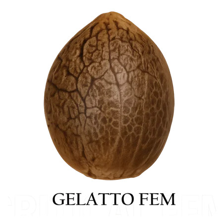 Semilla a granel de Gelatto Feminizada