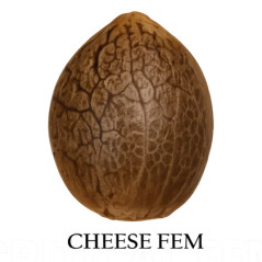 Cheese