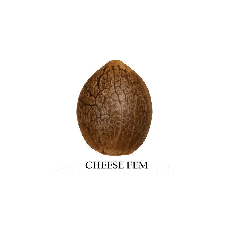 Cheese