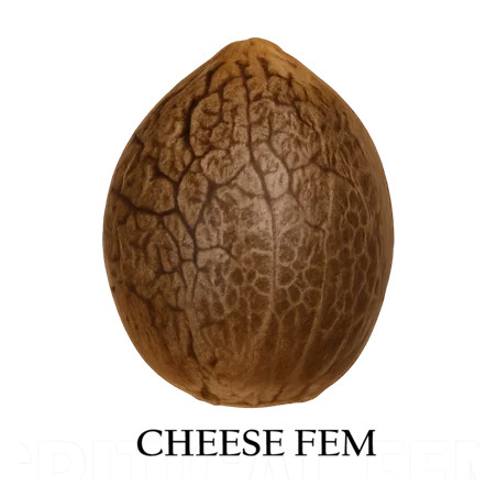 Cheese