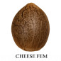 Cheese