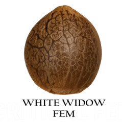 White Widow