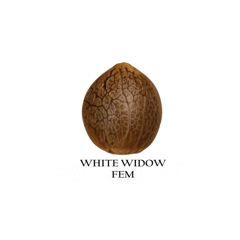 White Widow