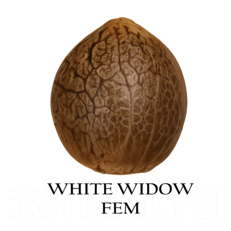 White Widow
