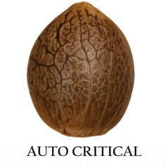 Auto Critical