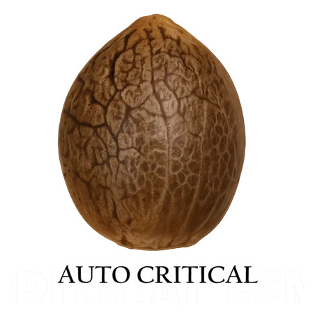 Auto Critical