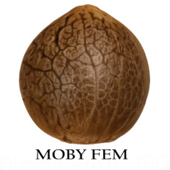 Semilla a granel de Moby D Feminizada